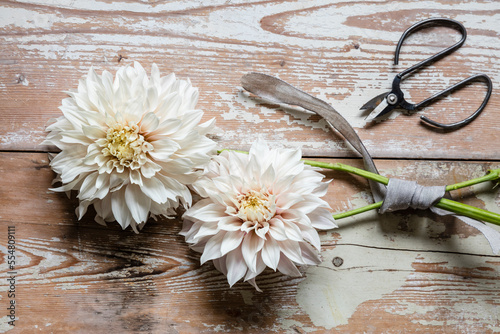 Studio shot of two blooming dahlias of Cafe Au Lait variety photo