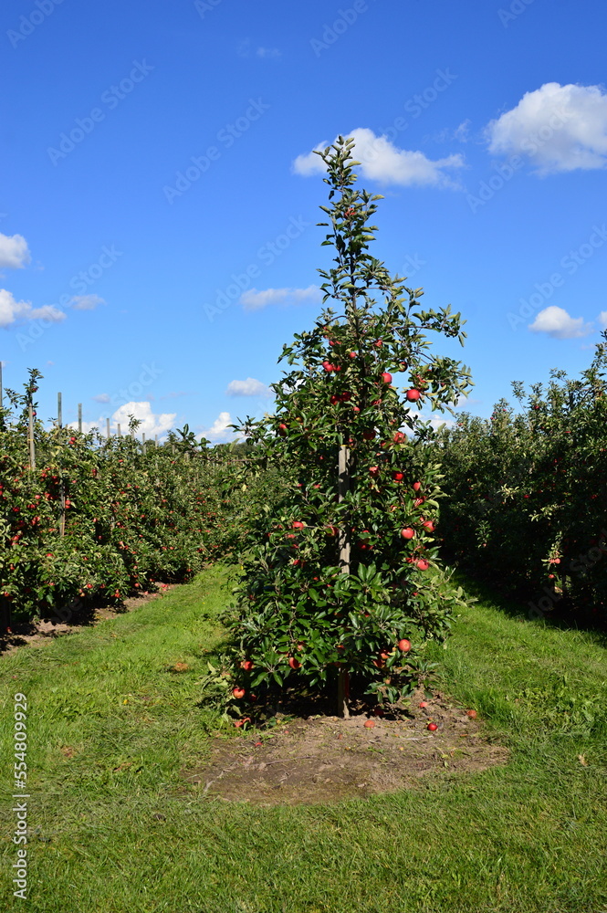 Apple Harvest in the Old Country at the River Elbe, Lower Saxony