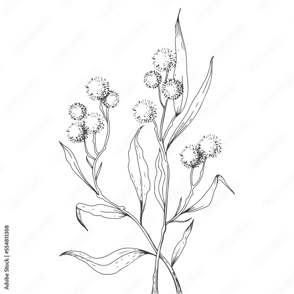flowers in sketch art style in illustration