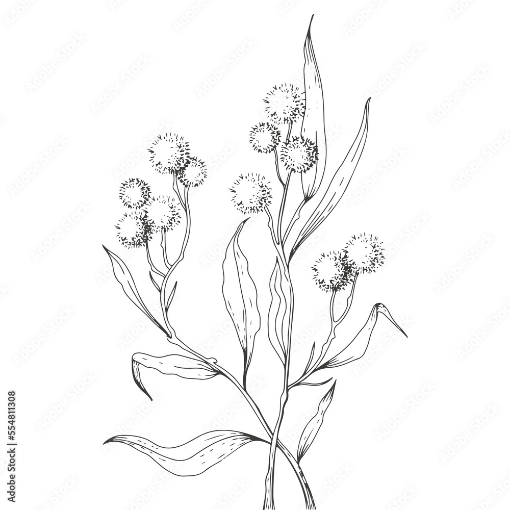 flowers in sketch art style in illustration flowers in sketch art style in illustration