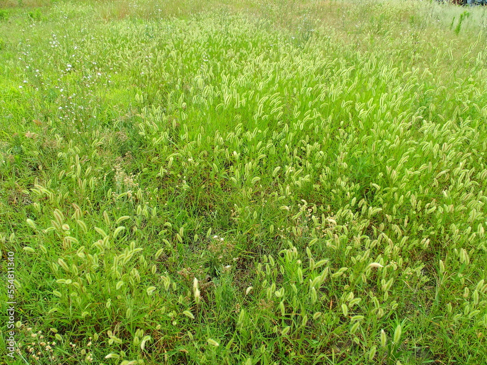 夏の野原の狗尾草