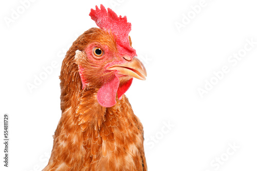 Portrait of a red hen closeup isolated on a white background