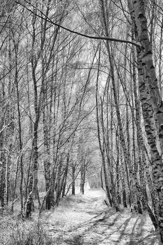 snowy birch forest on the outskirts of Berlin. Frost forms ice crystals on the branches snowy birch forest on the outskirts of Berlin. Frost forms ice crystals on the branches