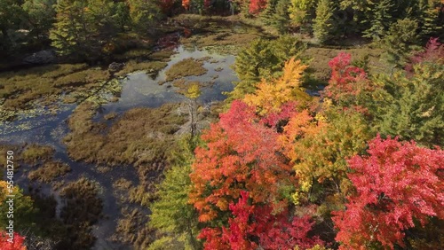 Beautiful drone shot forest and lake in Killbear Provincial Park, Canada photo