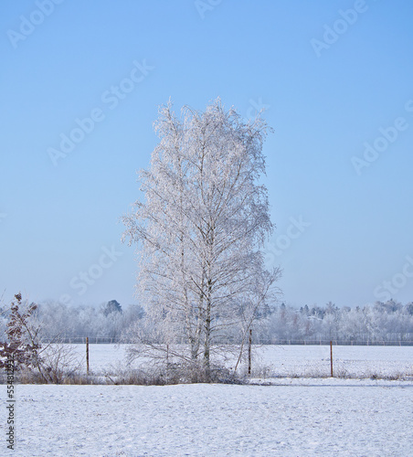 Snowy birch tree on a wintry field. Frost forms ice crystals on the branches. © Martin