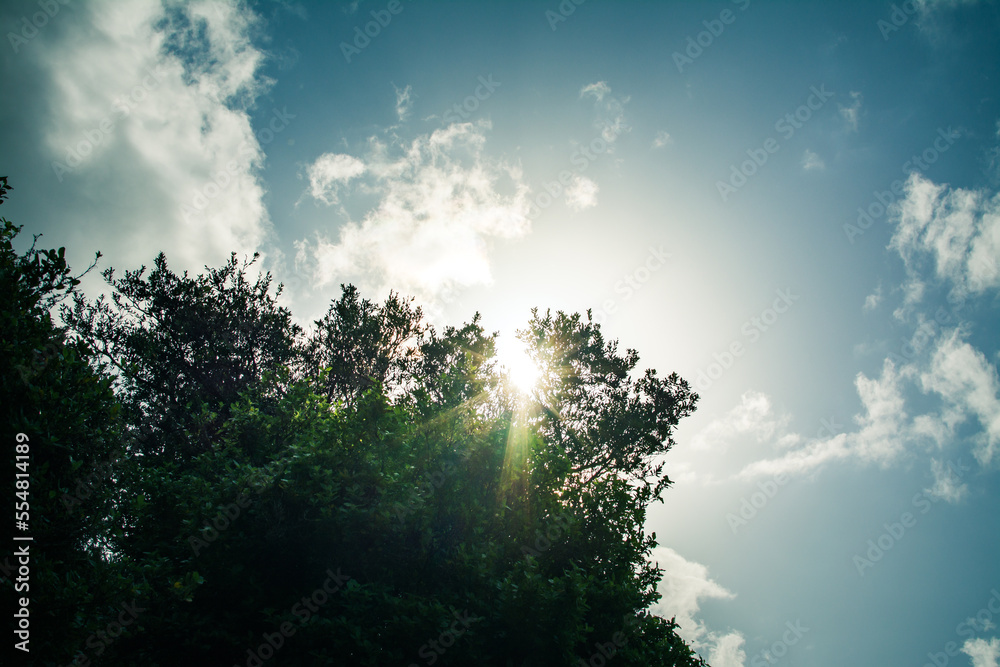 Sunlight filtering through lush foliage against blue sky. Natural background