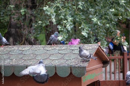 Pigeons standing on roof of pigeon loft in Kugulu Park in Ankara. Swan park located in Cankaya district, known for its swans but also has ducks and geese. photo