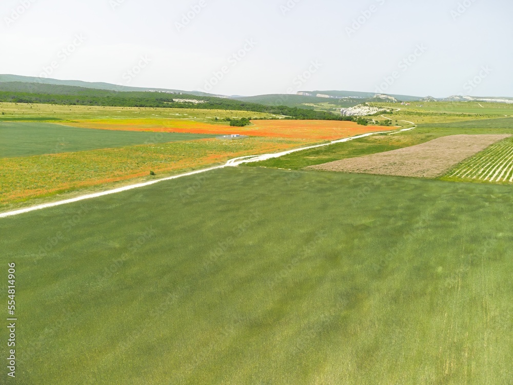 Obraz premium Aerial view on green wheat field in countryside. Field of wheat blowing in the wind like green sea. Young and green Spikelets. Ears of barley crop in nature. Agronomy, industry and food production.