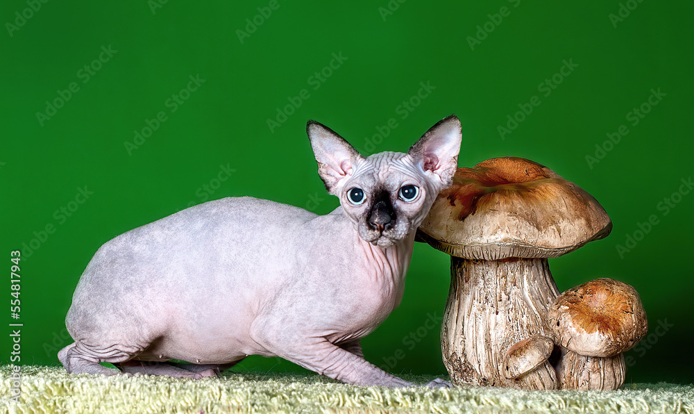 A grey sphinx cat walking on green background.
