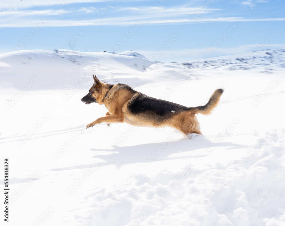 Dog running outdoors in the snow. Dog running outdoors in the snow.