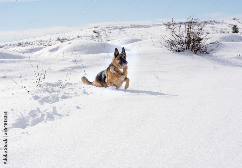Dog walking outdoors in winter snow. Dog walking outdoors in winter snow.