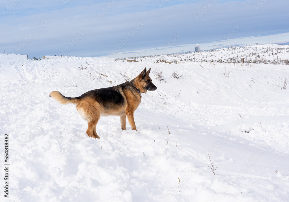 Dog standing outdoors in the snow at daytime.