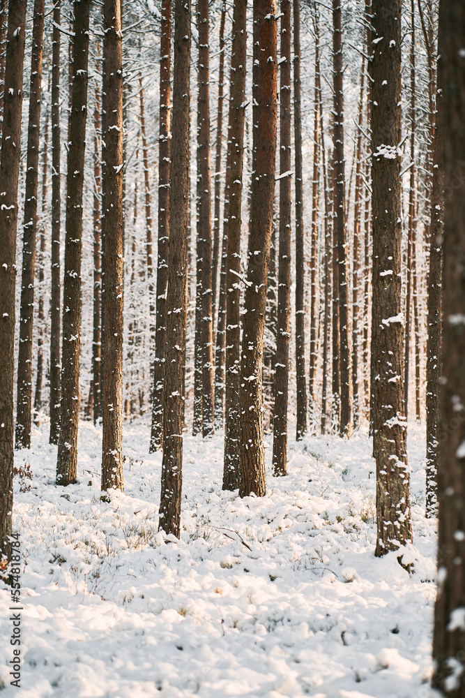 Winter forest, alley covered by snow during snowstorm. Rural pathway in the woods during winter Winter forest, alley covered by snow during snowstorm. Rural pathway in the woods during winter