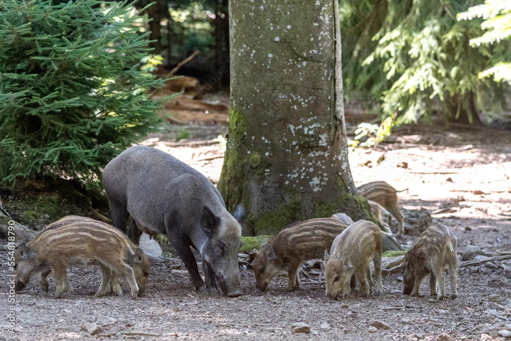 Wildschwein Wildschwein