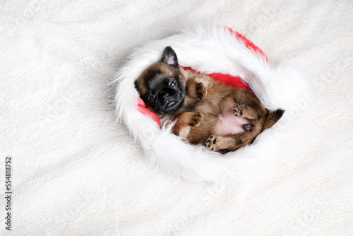 Small dog puppy sit in santa hat at white background. Cute and funny dog face.