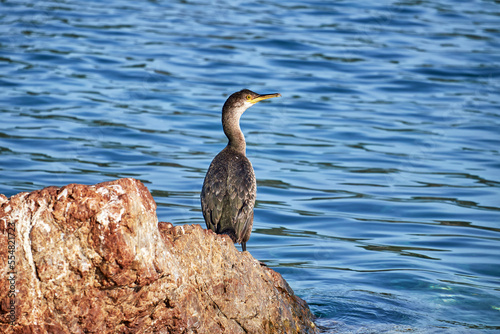 Kormoran sitzt auf einem Felsen, Saronischer Golf, Griechenland