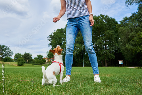 Woman playing with dog at green field, feeding dog from hands. Pet asking for treat to owner. Tasty food for good dog behavior, relationship with pet