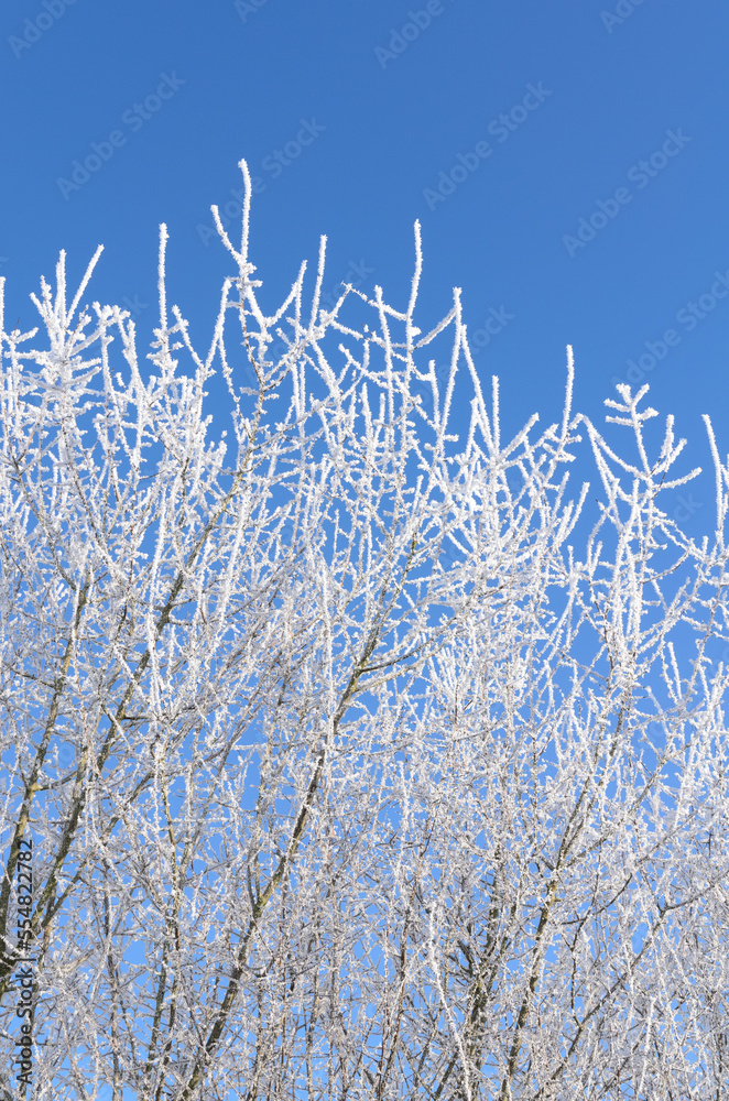 Idyllic landscape scene with frozen snow covered trees and branches in a forest in the rural countryside in Germany, Europe Idyllic landscape scene with frozen snow covered trees and branches in a forest in the rural countryside in Germany, Europe