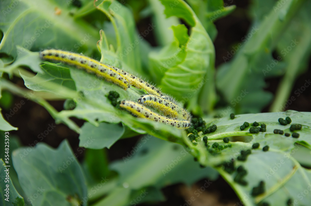 Naklejka premium caterpillars have planted cabbage leaves in the garden