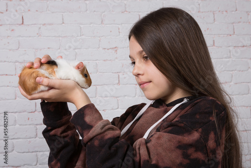 The girl holds in her hands, in front of her face, a guinea pig, against the background of a white wall