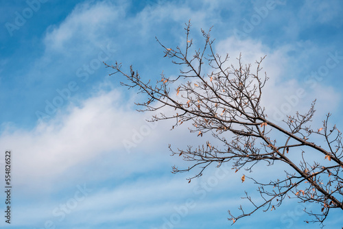 dry branches of a tree in autumn