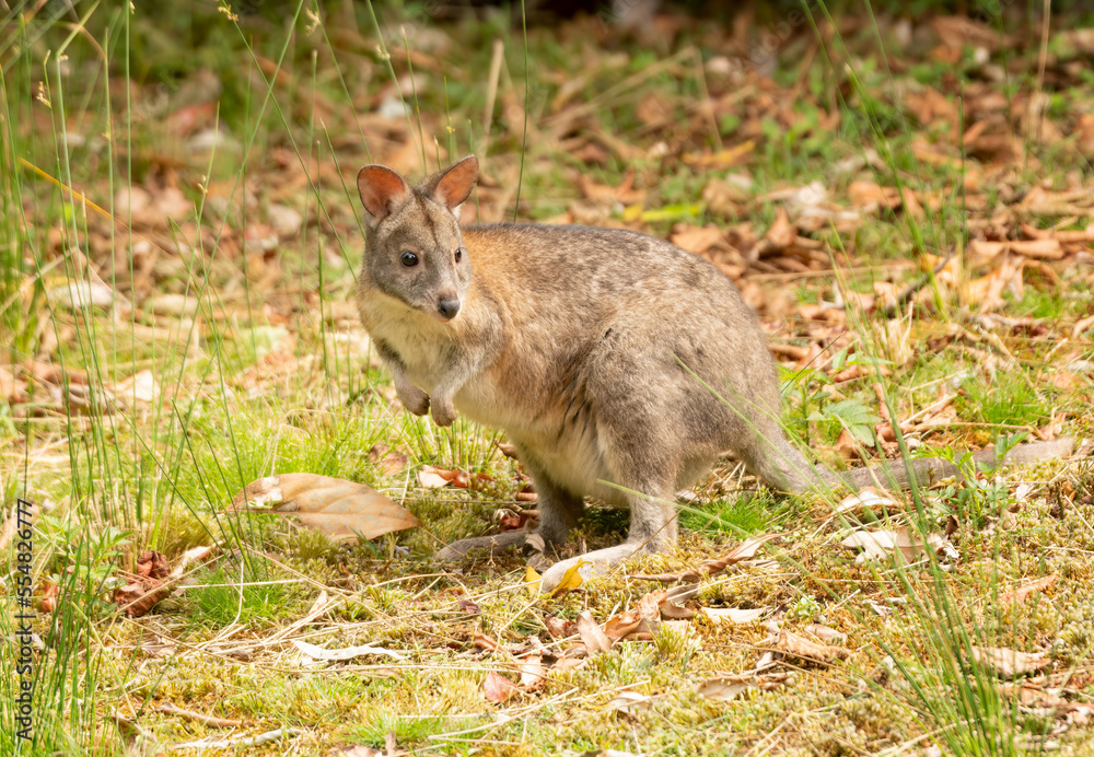 Pademelon is a  small kangaroo-like marsupials