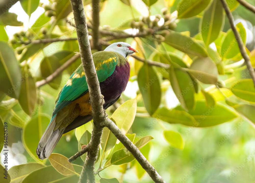 Fototapeta premium Wompoo fruit dove (Ptilinopus magnificus)