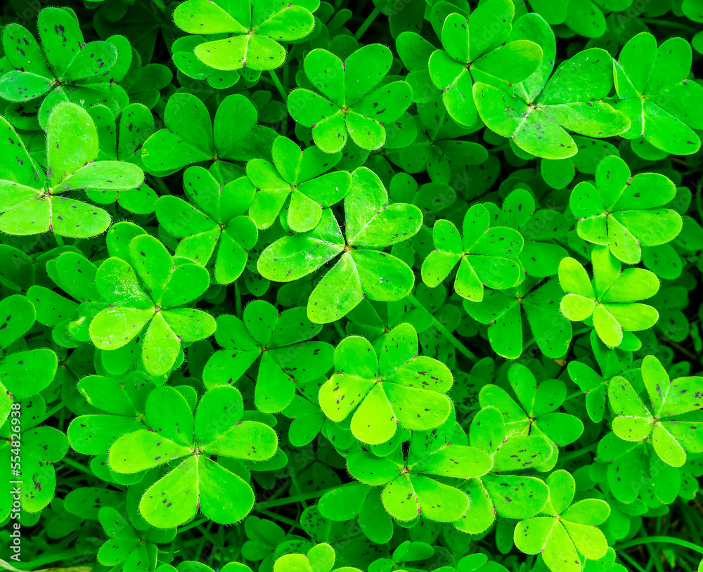 green garden clover texture closeup, forest nature background pattern of shamrock, spring fresh trefoil green ground backdrop macro green garden clover texture closeup, forest nature background pattern of shamrock, spring fresh trefoil green ground backdrop macro