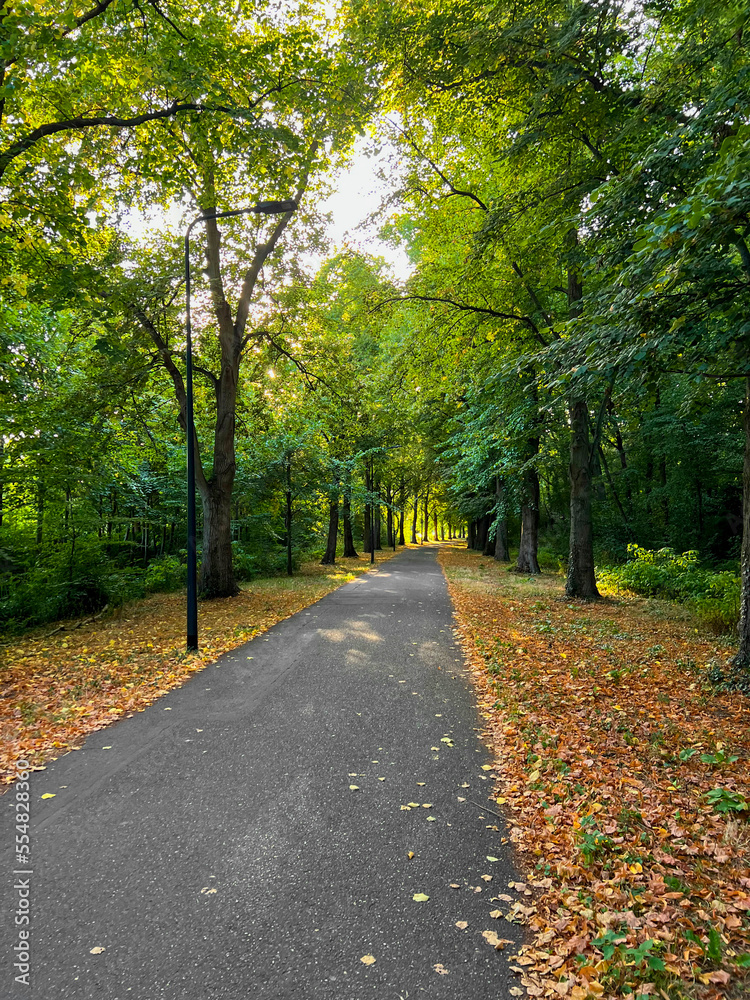 Beautiful landscape with pathway among tall trees in park