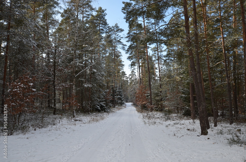 Winter forest, snow covered trees, sun beams between
Winter forest, snow covered trees, sun beams between