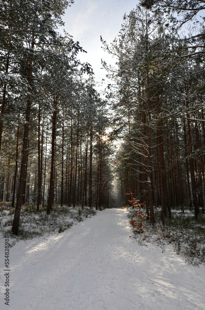 Winter forest, path in the middle, snow covered trees, sun beams between
