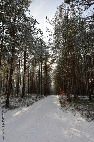 Winter forest, path in the middle, snow covered trees, sun beams between  © ClaudiaRMImages
