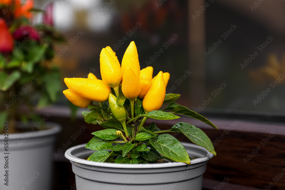 Capsicum Annuum plants. Potted yellow and rainbow multicolor chili peppers near window outdoors, space for text
