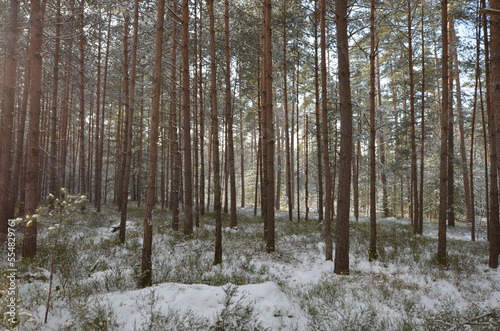 Winter forest, snow covered trees, sun beams between 