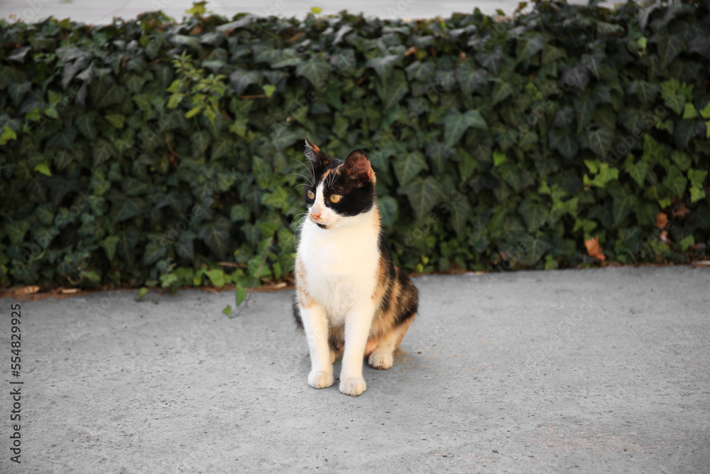 Stray cat on city street outdoors. Homeless animal