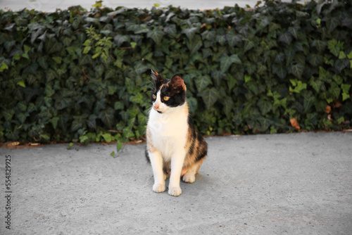 Stray cat on city street outdoors. Homeless animal