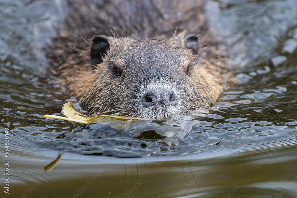 schwimmende Nutria schwimmende Nutria