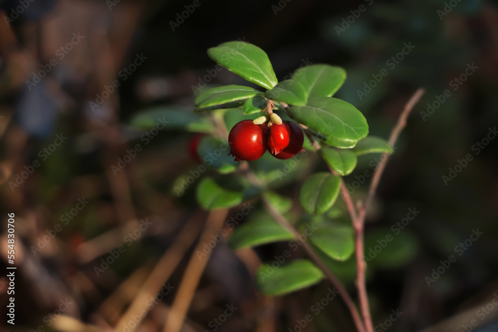 Obraz premium Sprig of delicious ripe red lingonberries outdoors, closeup