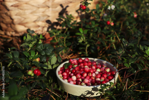 Bowl of delicious ripe red lingonberries outdoors, space for text