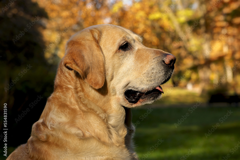 Cute Labrador Retriever dog in sunny autumn park Cute Labrador Retriever dog in sunny autumn park