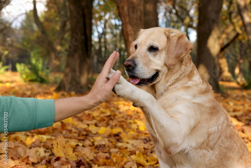 Cute Labrador Retriever dog giving paw to owner in sunny autumn park, closeup