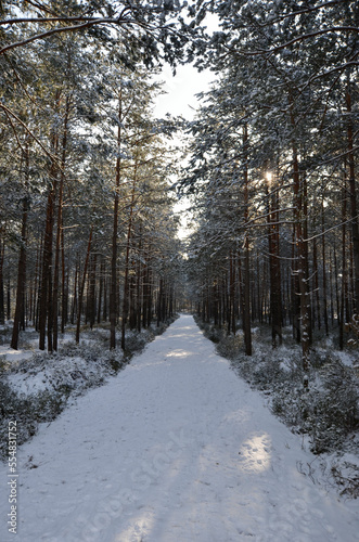 Winter forest, snow covered trail in the middle, sunlight between the trees