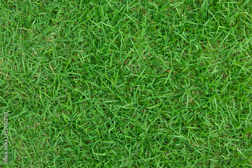 Top view of Green grass texture background 