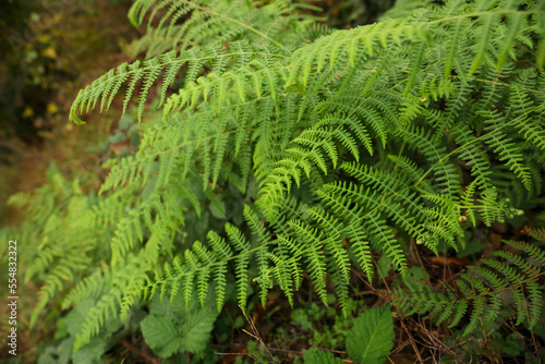 Beautiful green fern with lush leaves growing outdoors, above view
