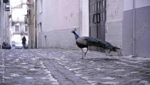 A blue peacock is walking on the streets of Lisbon, Portugal