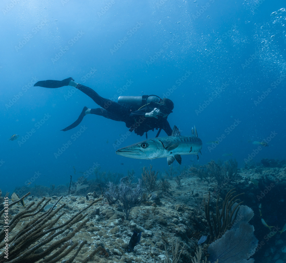 barracuda and diver in mexican sea barracuda and diver in mexican sea