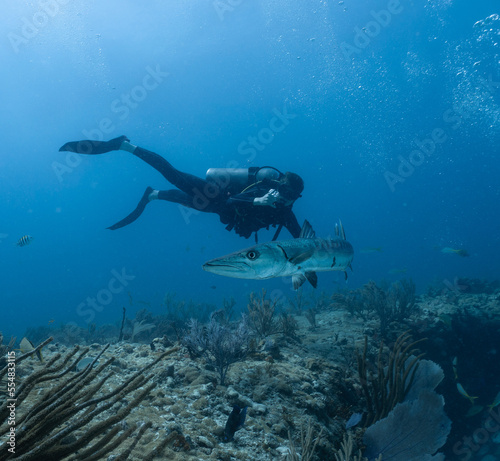 barracuda and diver in mexican sea