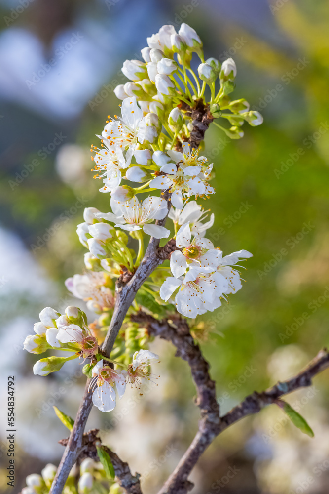 Obraz premium Fleurs de prunus spinosa, 