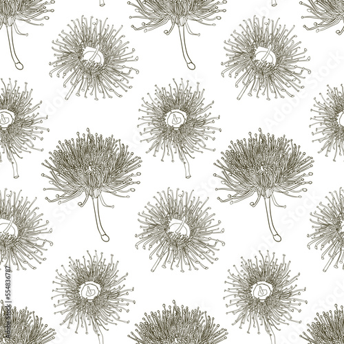 Seamless pattern of eucalyptus branches isolated on white background.