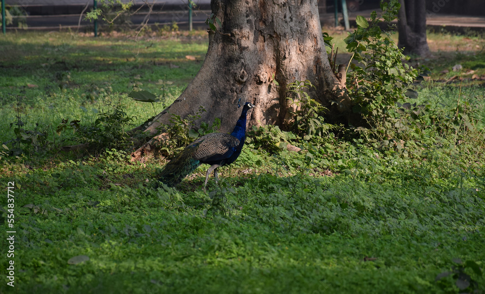 A beautiful peacock roaming in a jungle